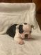 Boston Terrier Puppies for sale in New York, NY, USA. price: $500