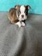 Boston Terrier Puppies for sale in Greenville, OH 45331, USA. price: $850