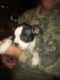 Boston Terrier Puppies for sale in Trenton, GA 30752, USA. price: NA