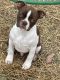 Boston Terrier Puppies for sale in Pleasant Hope, MO 65725, USA. price: $400