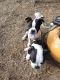 Boston Terrier Puppies for sale in 508 Wahree St, Tarboro, NC 27886, USA. price: $600