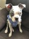 Boston Terrier Puppies for sale in Henderson, NV, USA. price: NA