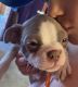 Boston Terrier Puppies for sale in Mohawk, NY 13407, USA. price: NA