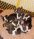 Boston Terrier Puppies for sale in Tacoma, WA, USA. price: $900