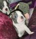 Boston Terrier Puppies for sale in Naches, WA 98937, USA. price: $1,000