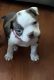 Boston Terrier Puppies for sale in Chilliwack, BC, Canada. price: $1,500