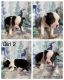 Boston Terrier Puppies for sale in Trenton, TN 38382, USA. price: $550
