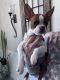 Boston Terrier Puppies for sale in Royse City, TX, USA. price: $1,500