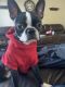 Boston Terrier Puppies for sale in Plainfield, IL, USA. price: NA