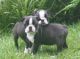 Boston Terrier Puppies for sale in Orlando, FL, USA. price: NA