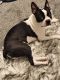 Boston Terrier Puppies for sale in Roanoke, VA 24012, USA. price: $1,200