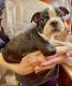 Boston Terrier Puppies for sale in Tahlequah, OK 74464, USA. price: NA