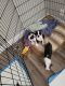 Boston Terrier Puppies for sale in Las Vegas, NV, USA. price: $1,000