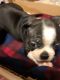 Boston Terrier Puppies for sale in Bassfield, MS 39421, USA. price: $600