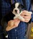 Boston Terrier Puppies for sale in Louisville, KY, USA. price: $695