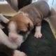 Boston Terrier Puppies for sale in Chico, CA, USA. price: $900