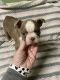Boston Terrier Puppies for sale in Atwood, TN 38220, USA. price: $800