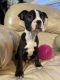 Boston Terrier Puppies for sale in Lexington, VA 24450, USA. price: $1,000