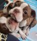 Boston Terrier Puppies for sale in Hico, TX 76457, USA. price: NA