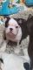 Boston Terrier Puppies for sale in Britton, MI 49229, USA. price: $1,250