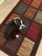 Boston Terrier Puppies for sale in Mesquite, TX 75150, USA. price: NA