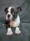 Boston Terrier Puppies for sale in Landrum, SC 29356, USA. price: $1,500