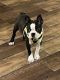 Boston Terrier Puppies for sale in Royse City, TX, USA. price: $1,800