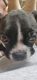 Boston Terrier Puppies for sale in South Tampa, Tampa, FL, USA. price: NA
