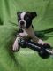 Boston Terrier Puppies for sale in Berrien Springs, MI 49103, USA. price: $600
