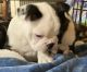 Boston Terrier Puppies for sale in Mansfield, OH, USA. price: $700