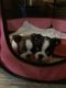 Boston Terrier Puppies for sale in Mansfield, OH, USA. price: $650