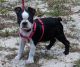 Boston Terrier Puppies for sale in Leesburg, FL, USA. price: $800