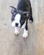 Boston Terrier Puppies for sale in Ashland, OH 44805, USA. price: $700