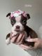 Boston Terrier Puppies for sale in Traverse City, MI, USA. price: NA