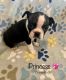 Boston Terrier Puppies for sale in Kenner, LA, USA. price: NA