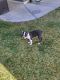Boston Terrier Puppies for sale in Las Vegas, NV, USA. price: $800