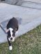 Boston Terrier Puppies for sale in Las Vegas, NV, USA. price: $750