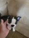 Boston Terrier Puppies for sale in Orangeburg, SC, USA. price: $1,000