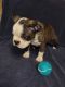 Boston Terrier Puppies for sale in Orangeburg, SC, USA. price: $1,000