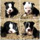 Boston Terrier Puppies for sale in Madison, MS 39110, USA. price: $1,000