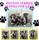 Boston Terrier Puppies for sale in Hyattsville, MD, USA. price: $1,000