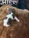 Boston Terrier Puppies for sale in Montgomery, IL, USA. price: $1,400