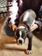 Boston Terrier Puppies for sale in Red Lion, PA, USA. price: $750