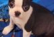 Boston Terrier Puppies for sale in Kent, WA 98032, USA. price: $600