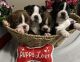 Boston Terrier Puppies for sale in Benton, AR, USA. price: $800
