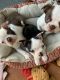 Boston Terrier Puppies for sale in Riverside, NJ 08075, USA. price: $1,600