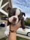 Boston Terrier Puppies for sale in Corona, CA, USA. price: $1,200