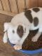 Boston Terrier Puppies for sale in Mountain Home, ID 83647, USA. price: $1,000
