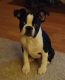 Boston Terrier Puppies for sale in London, OH 43140, USA. price: $700