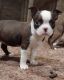 Boston Terrier Puppies for sale in Newalla, Oklahoma City, OK 74857, USA. price: NA
